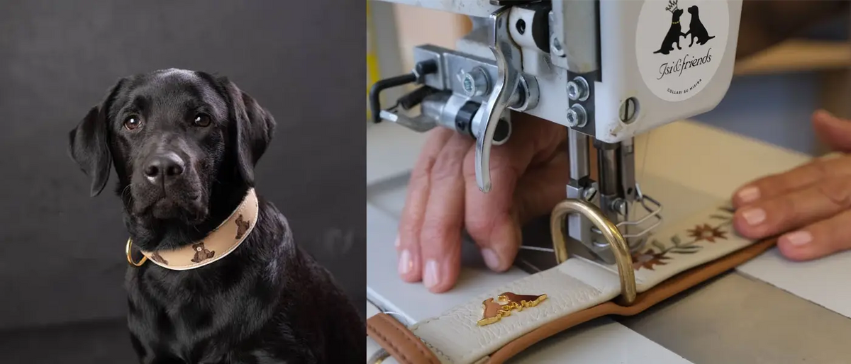 Dog with collar Pawarchy