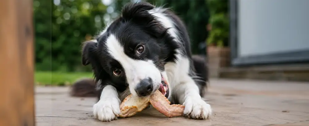 a dog eating some meat
