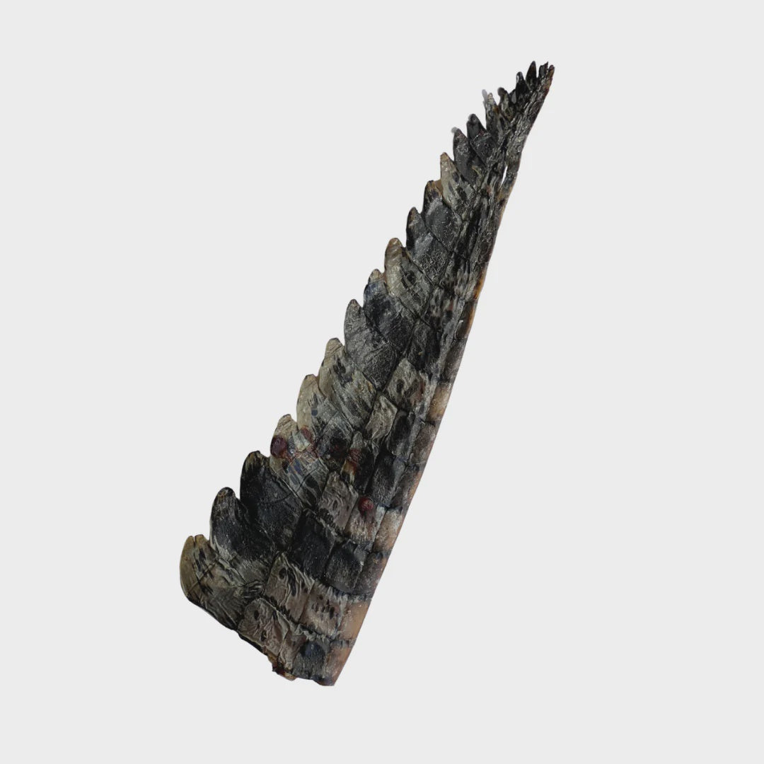 Crocodile tails