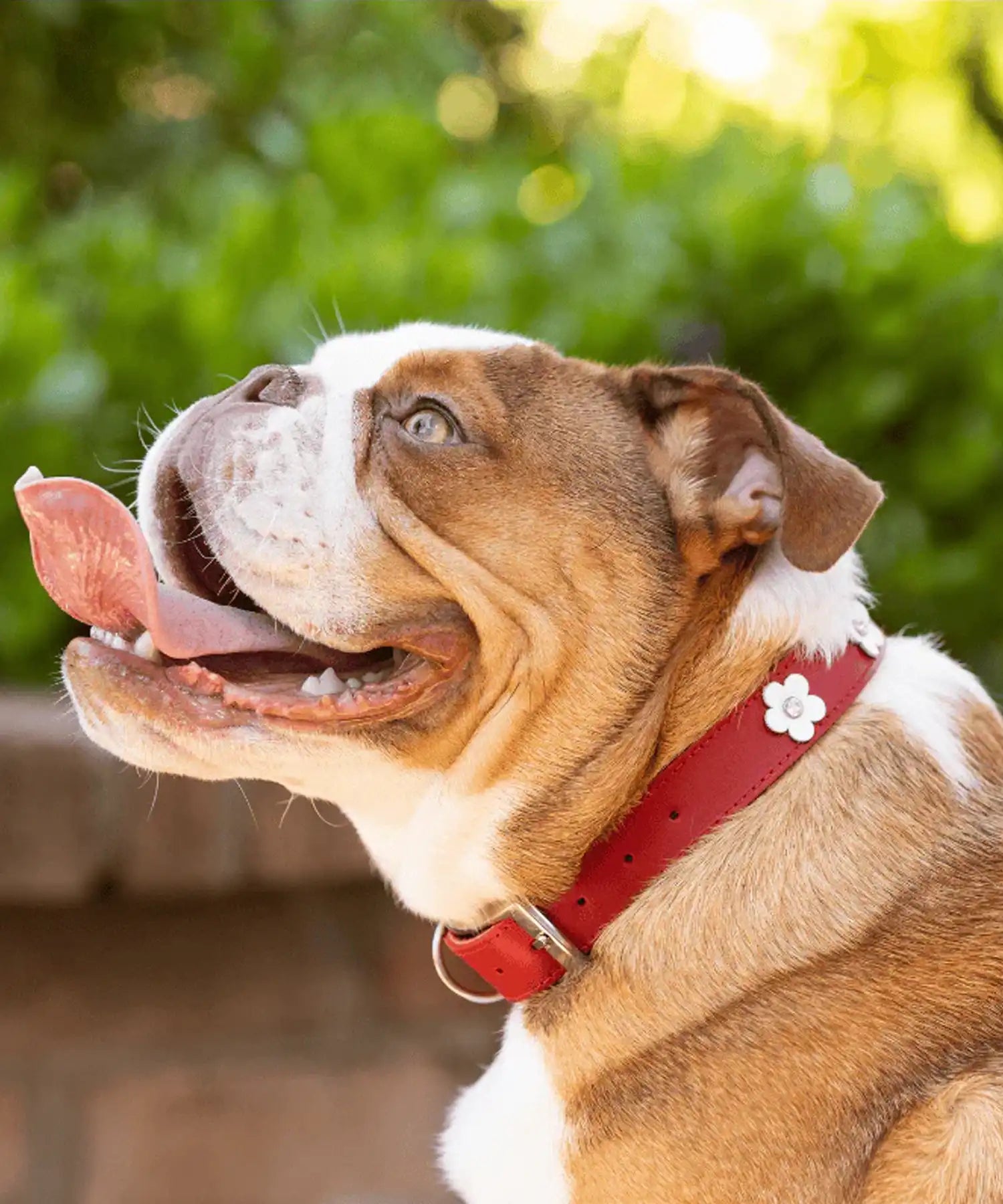 Dog with red collar