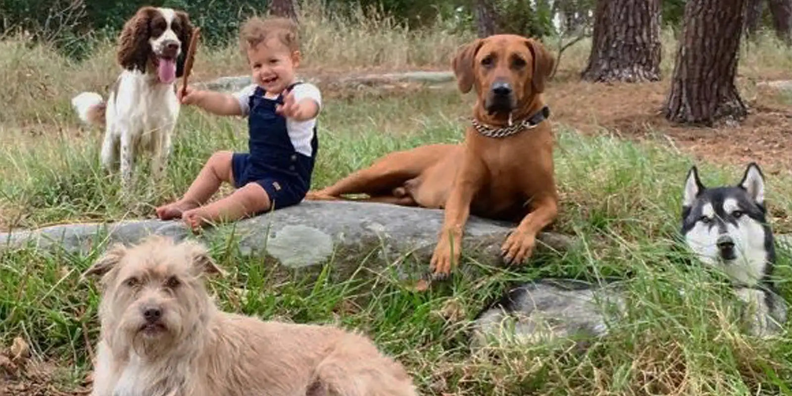 a little girl sitting in the park with dogs
