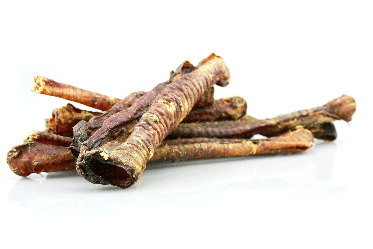 Sheep trachea