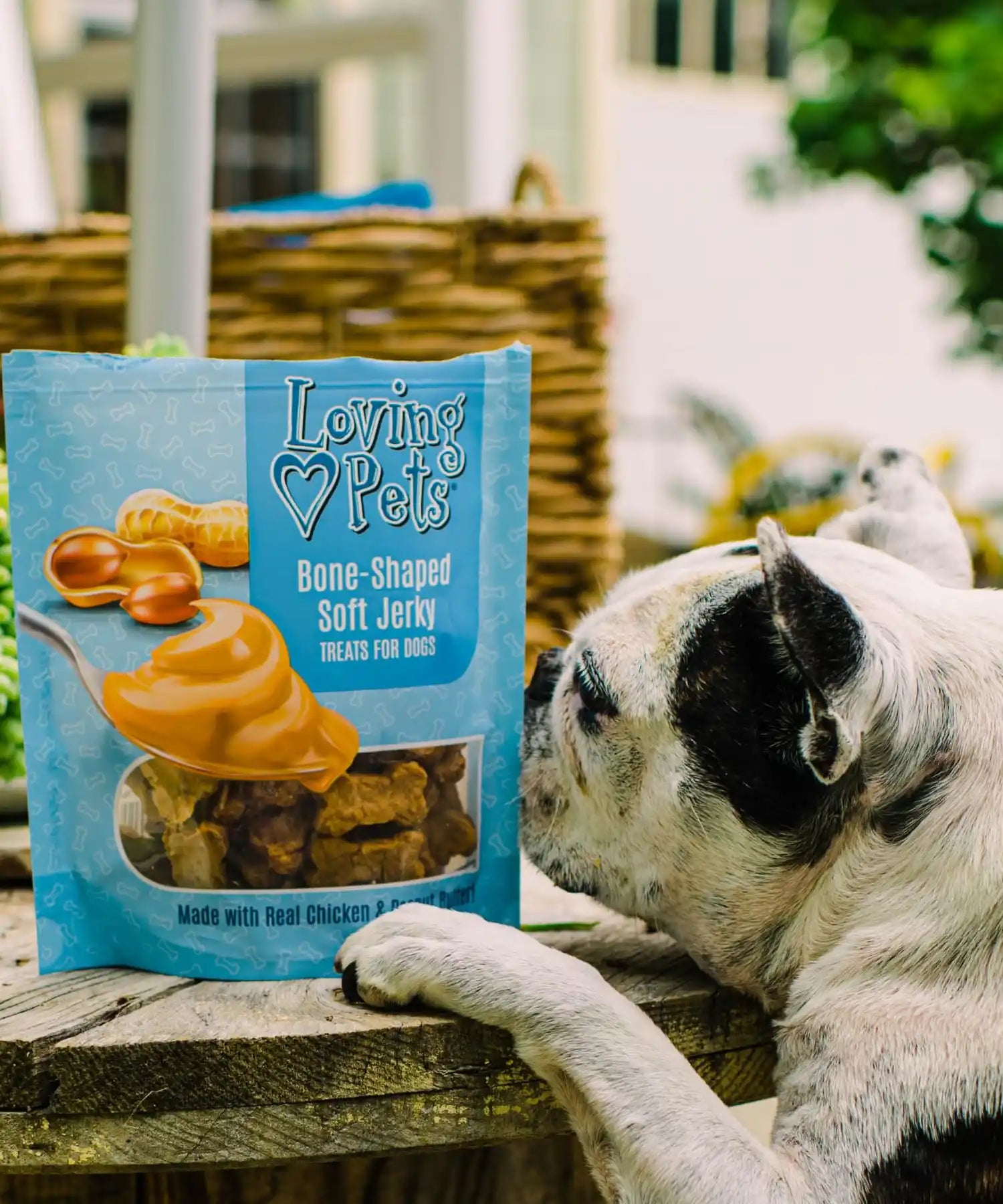 dog with treats
